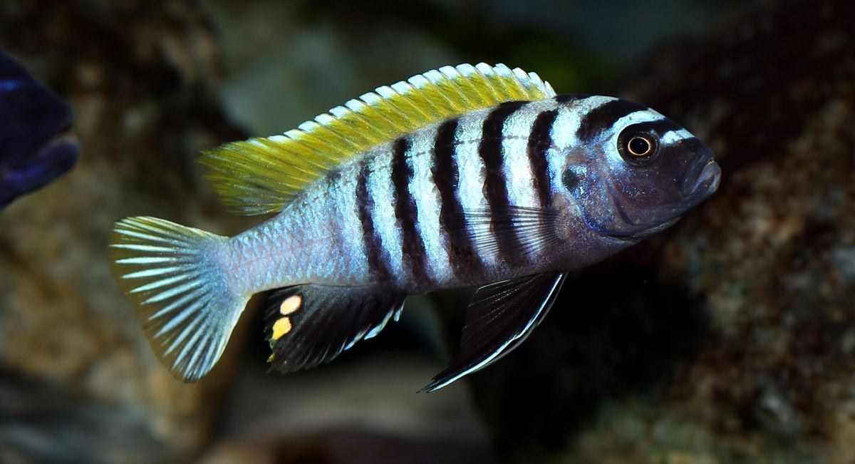 Jalo Reef Cynotilapia Afra Cichlid| Finchville Aquatics