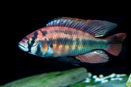 Xystichromis sp. "Kyoga flameback"