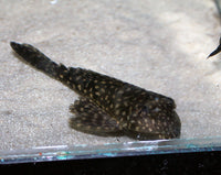 Spotted Sailfin Pleco L001 (Pterygopichthys joselimaianus)