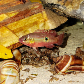 Blood-Red Jewel Cichlid (Hemichromis lifalili)