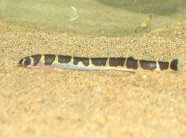 Kuhli Loach (Pangio Kuhli)