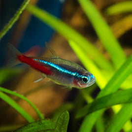 Neon Tetra (Paracheirodon innesi)