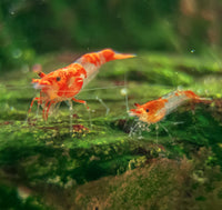 Orange Rili Shrimp (Neocaridina Davidi)