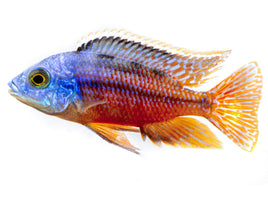 Red Empress Cichlid (Protomelas taeniolatus )