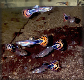 Red Mosaic Guppy Males - (Poecilia Reticulata)