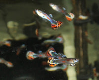 Red Mosaic Guppy Males - (Poecilia Reticulata)