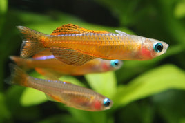 Red Neon Blue Eye Rainbow (Pseudomugil luminatus)