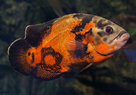Oscar, Red (Astronotus ocellatus)