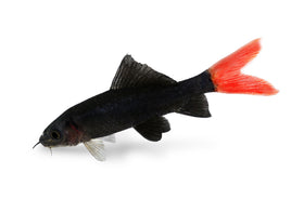 Red Tail Shark  (Epalzeorhynchos bicolor)