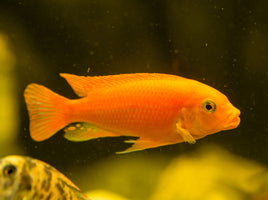 Red Zebra Cichlid (Maylandia estherae)