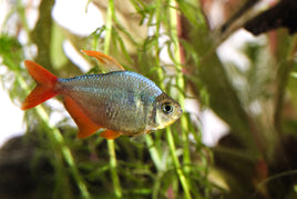 Red & Blue Colombian Tetra (Hyphessobrycon columbianus)