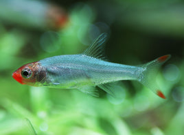 Rummy Nose Rasbora (SAWBWA RESPLENDENS) (6 Pack)