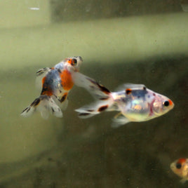 Ryukin Calico Goldfish (Carassius auratus)