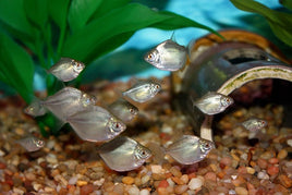 Silver Dollar (Metynnis argenteus)