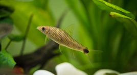 Silver Flying Fox (Crossocheilus reticulatus)