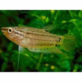 Sparkling Gouramis (Trichopsis pumilus)