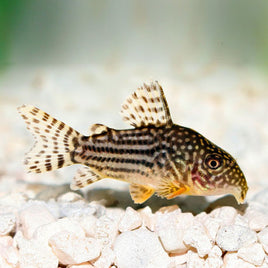 Sterba's corydoras (Corydoras sterbai)