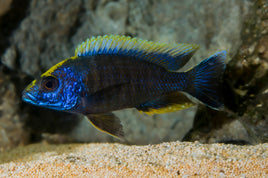 Sulphur Head  Peacock Cichlid