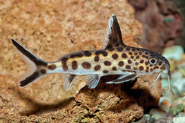 Synodontis Multipunctatis Catfish