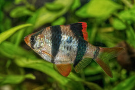 Tiger Barb  (Barbus tetrazona)
