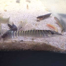 Tiger Botia (Syncrossus helodes)