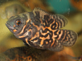 Oscar, Tiger (Astronotus ocellatus)