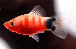 Tiger Ruby Platys (Xiphophorus variatus)