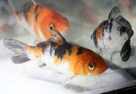 Koi, Tri-Color (Cyprinus carpio)