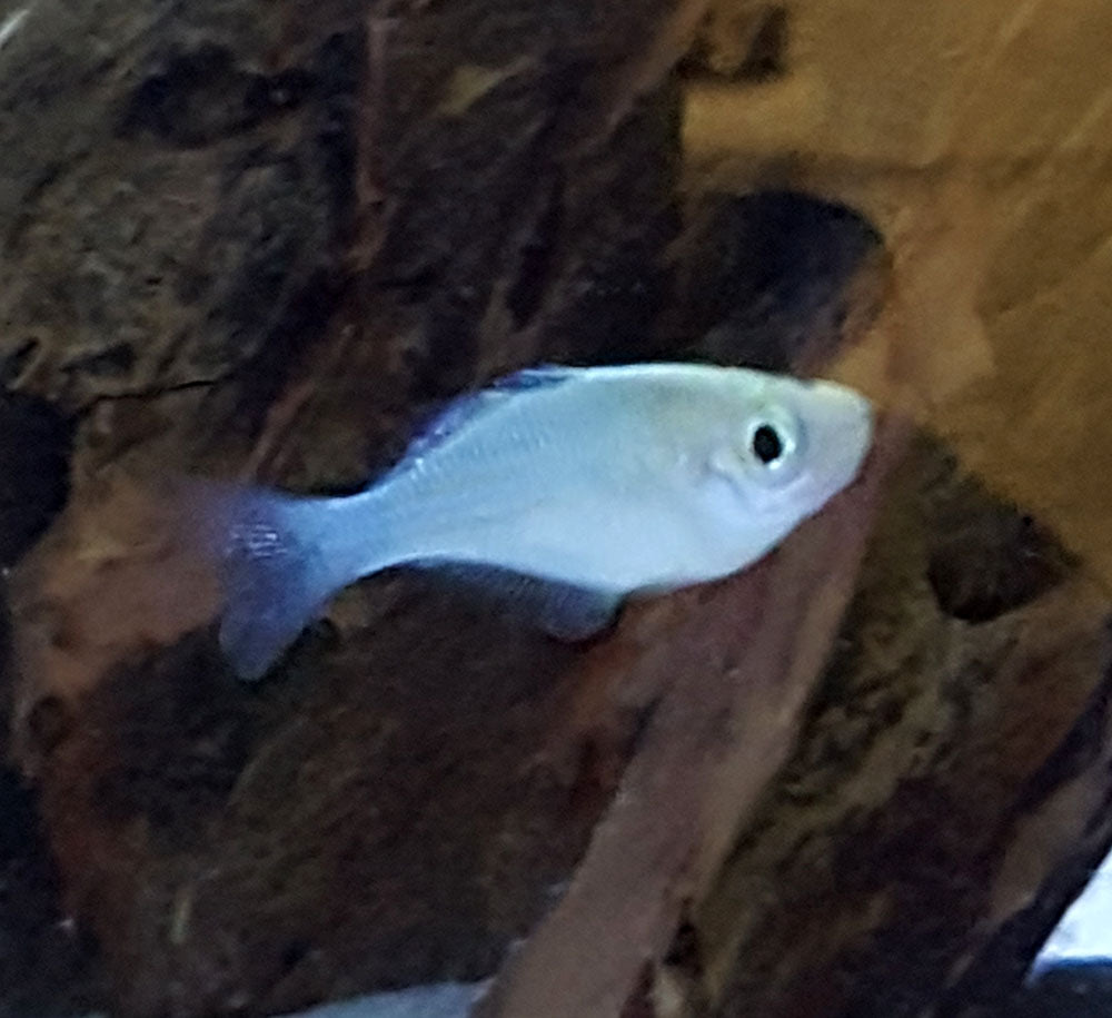 Turqoise Fish Turquoise Rainbowfish (Melanotaenia lacustris)| Finchville Aquatics