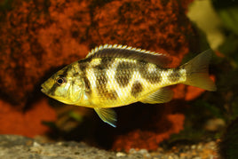 Venustus Cichlid (Nimbochromis Venustus)