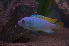 William's Ice Blue Cichlid (Pseudotropheus Ice Blue Maylandia greshakei)