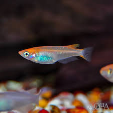 Blue-Eye Daisy Ricefish (Oryzias Woworae)