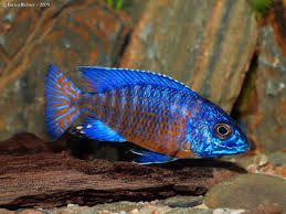 Ngara Peacock Cichlid