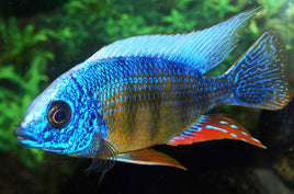 Taiwan Reef Cichlid (Protomelas sp. "Steveni Taiwan")