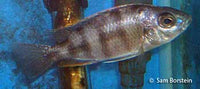 Taiwan Reef Cichlid (Protomelas sp. "Steveni Taiwan")
