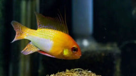 Gold Ram (MIKROGEOPHAGUS RAMIREZI VAR. "GOLD")