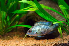 Electric Blue Acara