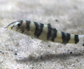 Golden Zebra Loach (Botia Histrionica)