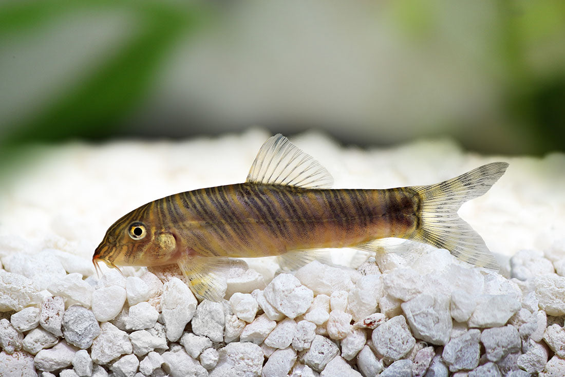 Botia Striata